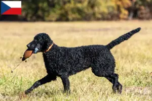 Read more about the article Curly Coated Retriever tenyésztők és kölykök Csehországban