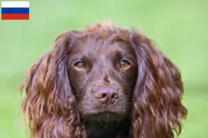 Read more about the article Field Spaniel tenyésztők és kölykök Oroszországban