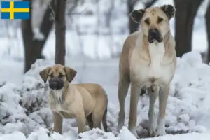 Read more about the article Kangal tenyésztők és kölykök Svédországban