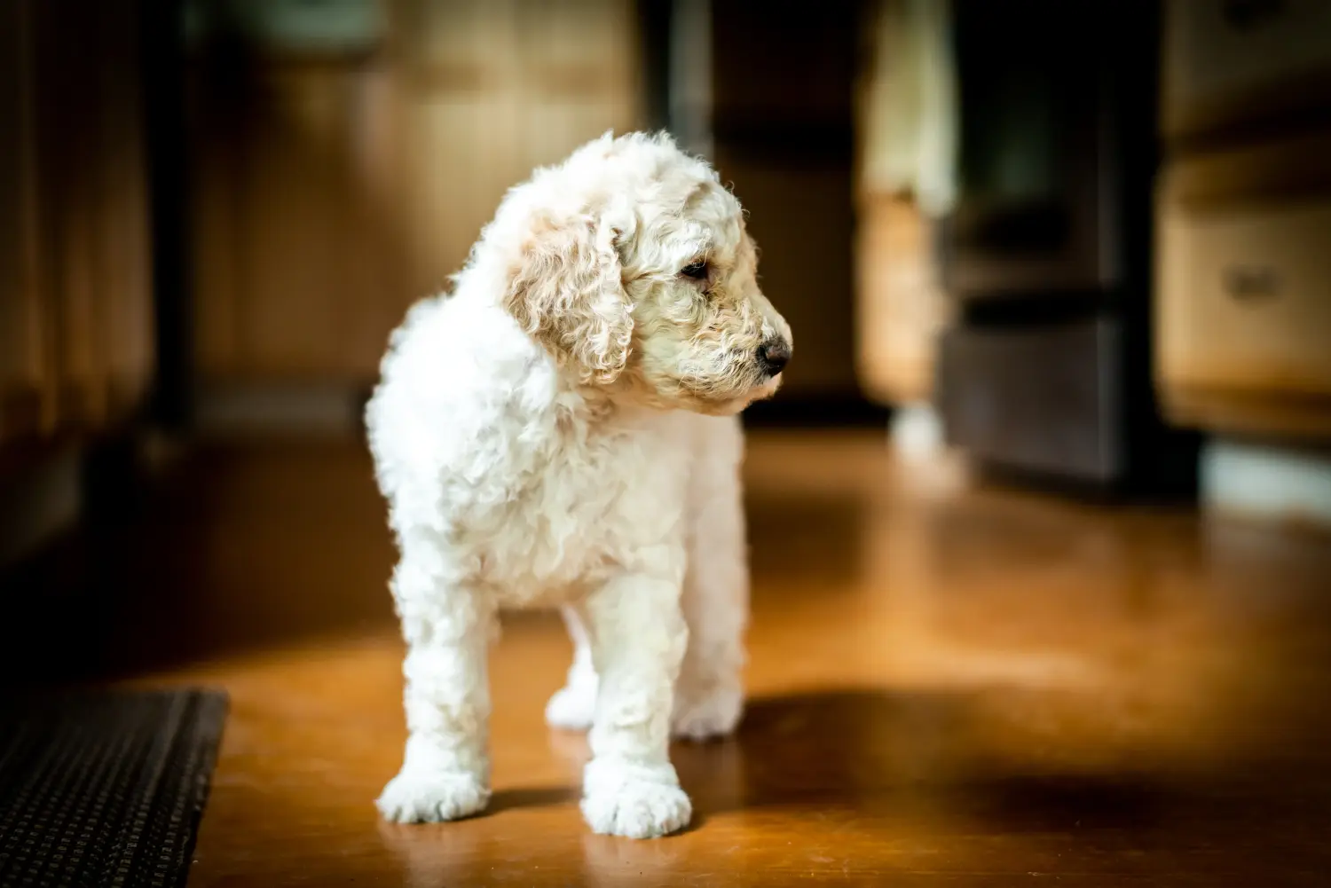 Labradoodle kölyökkutya vásárlása felelősségvállalást jelent! Labradoodle kiskutyák vásárlása.