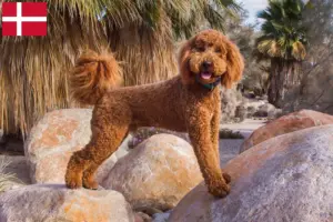 Read more about the article Labradoodle tenyésztők és kiskutyák Dániában