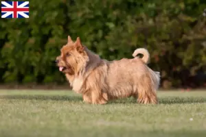 Read more about the article Norwich Terrier tenyésztők és kölykök Nagy-Britanniában