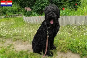 Read more about the article Orosz fekete terrier tenyésztő és kiskutyák Horvátországban