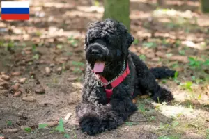 Read more about the article Orosz fekete terrier tenyésztő és kiskutyák Oroszországban