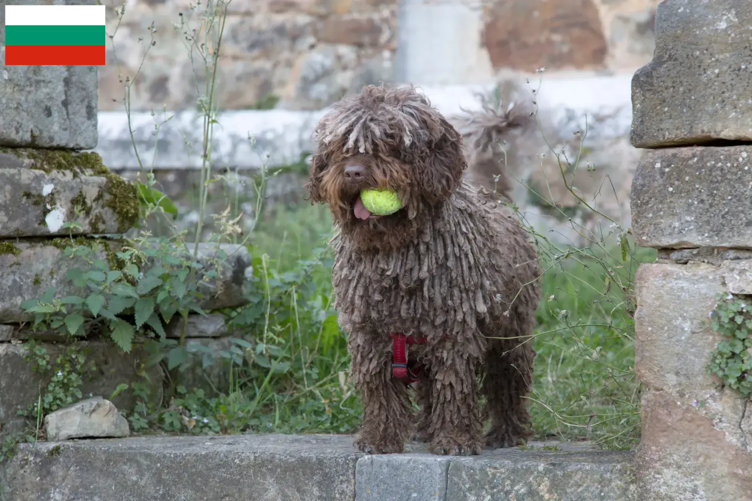 Read more about the article Perro de Agua Español tenyésztők és kölykök Bulgáriában