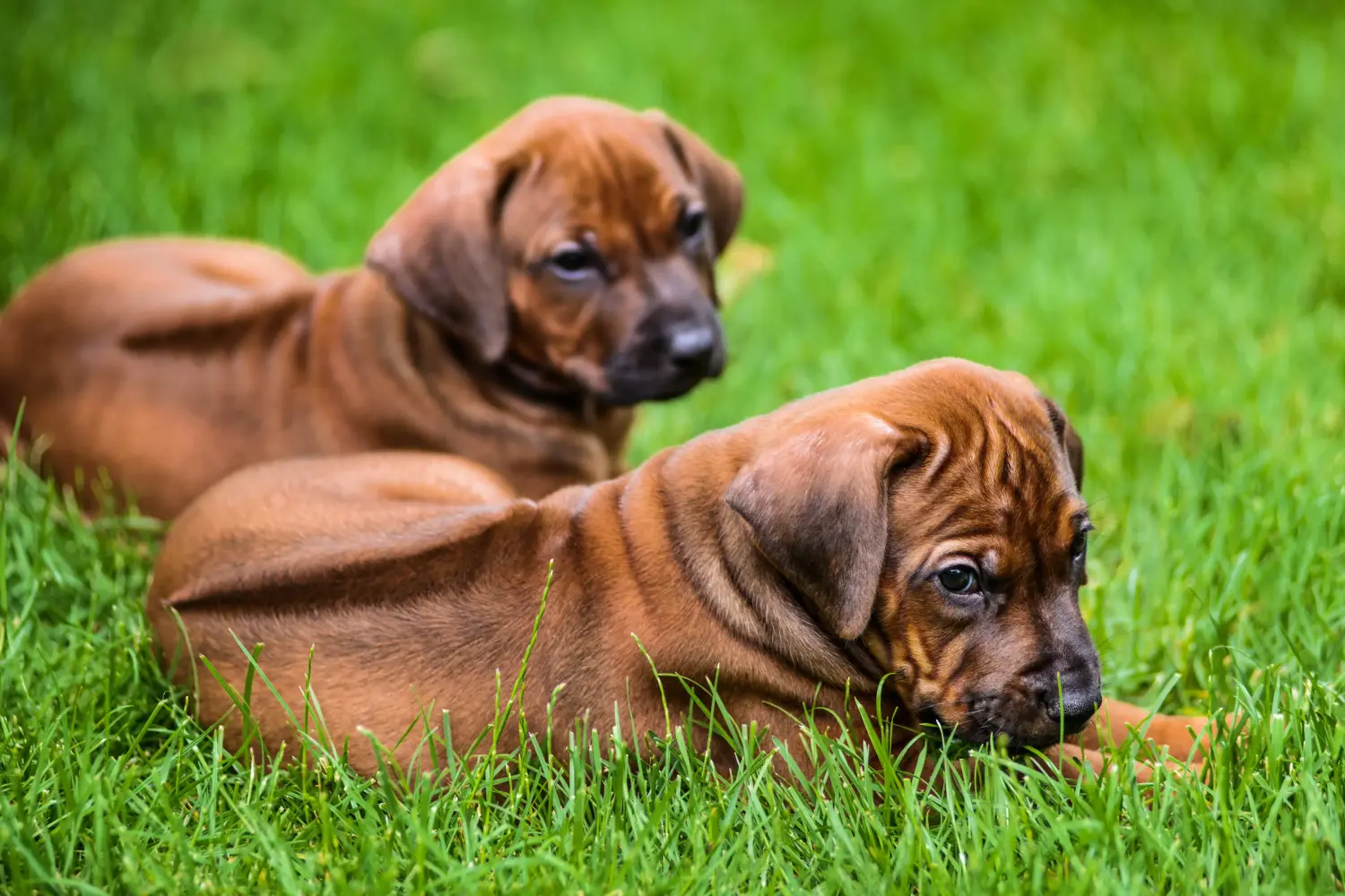Egy Rhodesian Ridgeback kölyökkutya megvásárlása felelősségvállalást jelent! Vásároljon Rhodesian Ridgeback kiskutyákat.