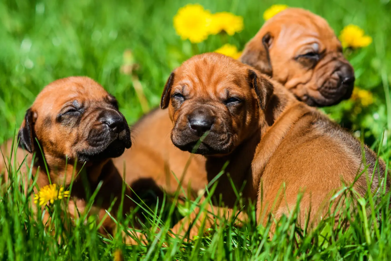 Egy Rhodesian Ridgeback kölyökkutya megvásárlása felelősségvállalást jelent! Vásároljon Rhodesian Ridgeback kiskutyákat.