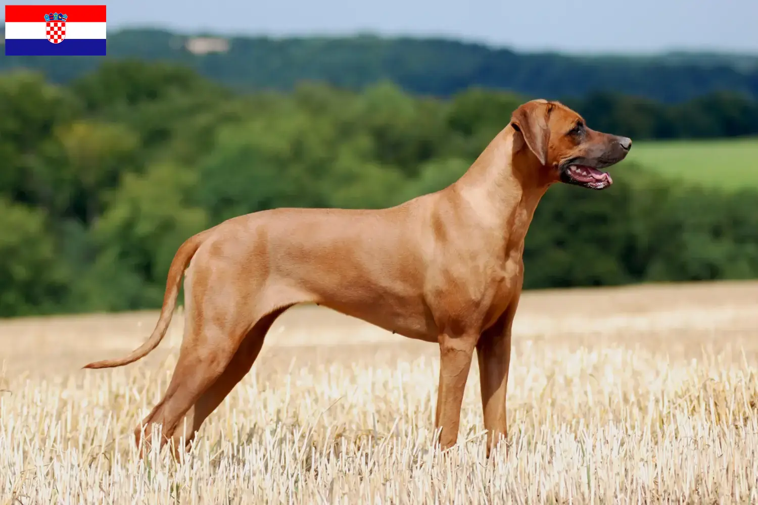 Rhodesian Ridgeback kiskutyák és tenyésztők Horvátország Keress Rhodesian Ridgeback tenyésztőket Horvátországban.
