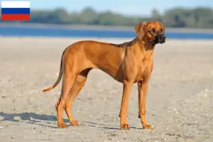 Read more about the article Rhodesian Ridgeback tenyésztők és kiskutyák Oroszországban