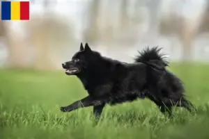 Read more about the article Schipperke tenyésztők és kölykök Romániában