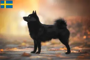 Read more about the article Schipperke tenyésztők és kölykök Svédországban