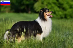 Read more about the article Sheltie tenyésztők és kölykök Szlovéniában
