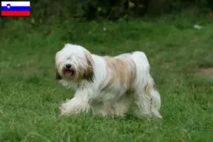 Read more about the article Tibeti terrier tenyésztők és kölykök Szlovéniában