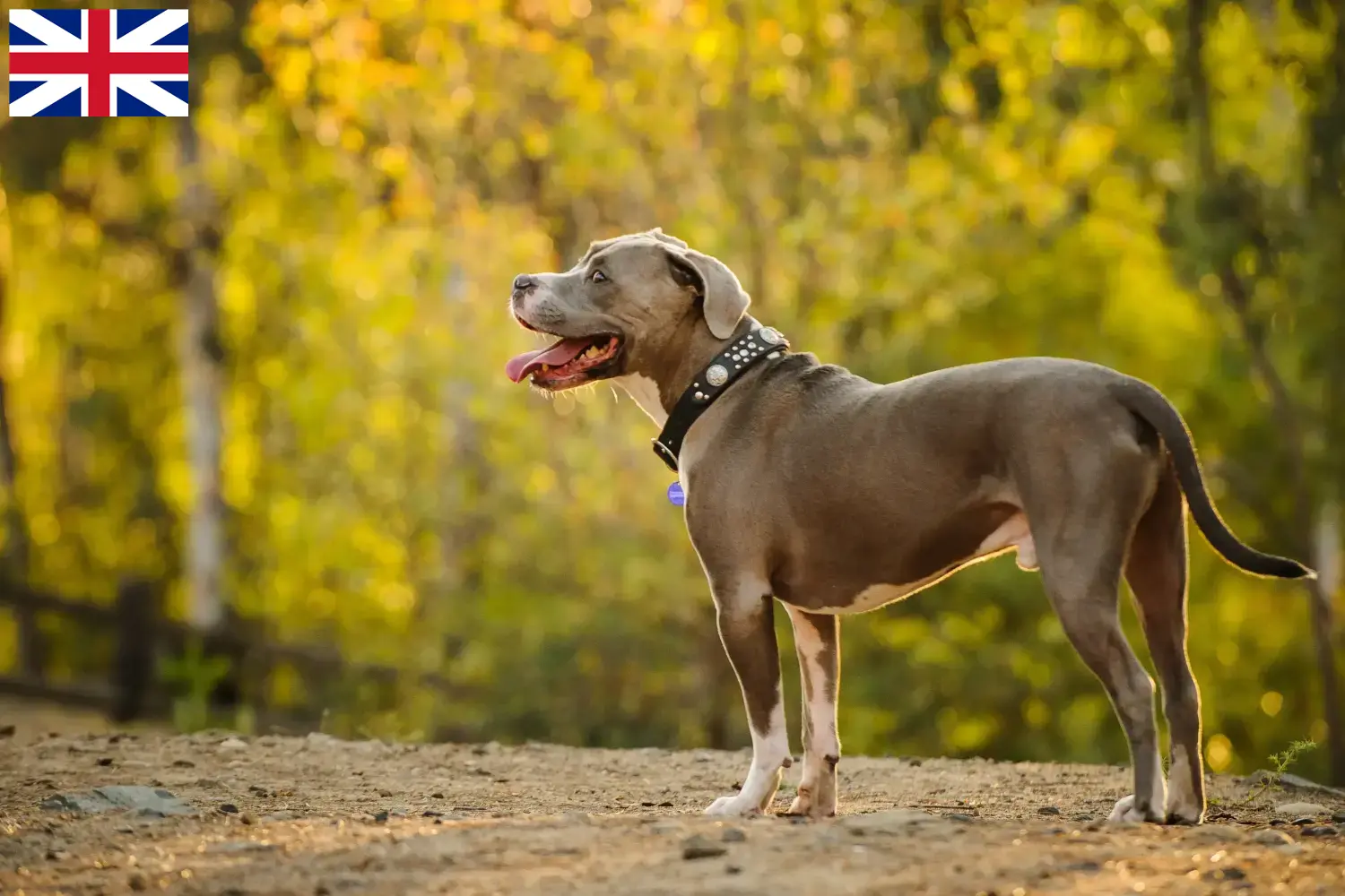 Read more about the article Amerikai Pit Bull Terrier tenyésztők és kölykök az Egyesült Királyságban