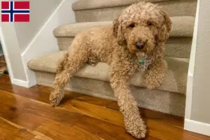 Read more about the article Ausztrál labradoodle tenyésztők és kölykök Norvégiában
