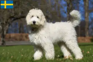 Read more about the article Ausztrál labradoodle tenyésztők és kölykök Svédországban