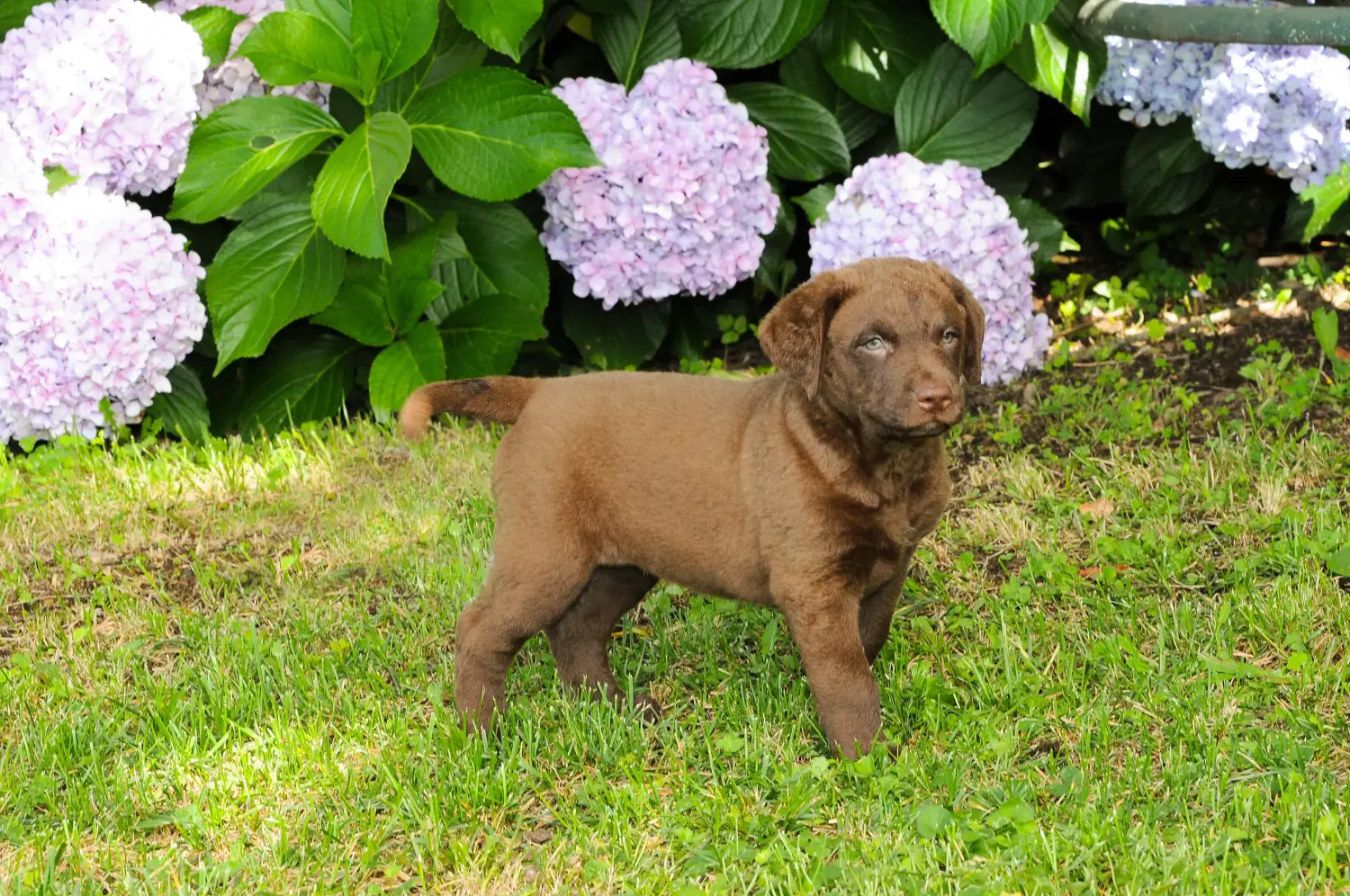Egy Chesapeake Bay Retriever kiskutya megvásárlása felelősségvállalást jelent! Chesapeake Bay Retriever kiskutyák vásárlása.