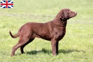 Read more about the article Chesapeake Bay Retriever tenyésztők és kölykök Nagy-Britanniában