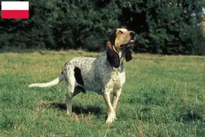 Read more about the article Gascon Saintongeois tenyésztők és kiskutyák Lengyelországban