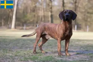 Read more about the article Hannoveri hegesztőkutya tenyésztő és kölykök Svédországban