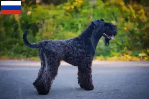Read more about the article Kerry Blue Terrier tenyésztők és kiskutyák Oroszországban
