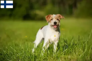 Read more about the article Kromfohrländer tenyésztők és kölykök Finnországban