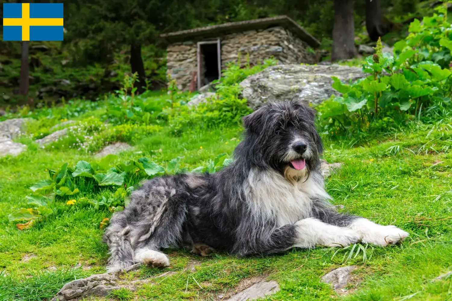 Read more about the article Mioritic tenyésztők és kiskutyák Svédországban