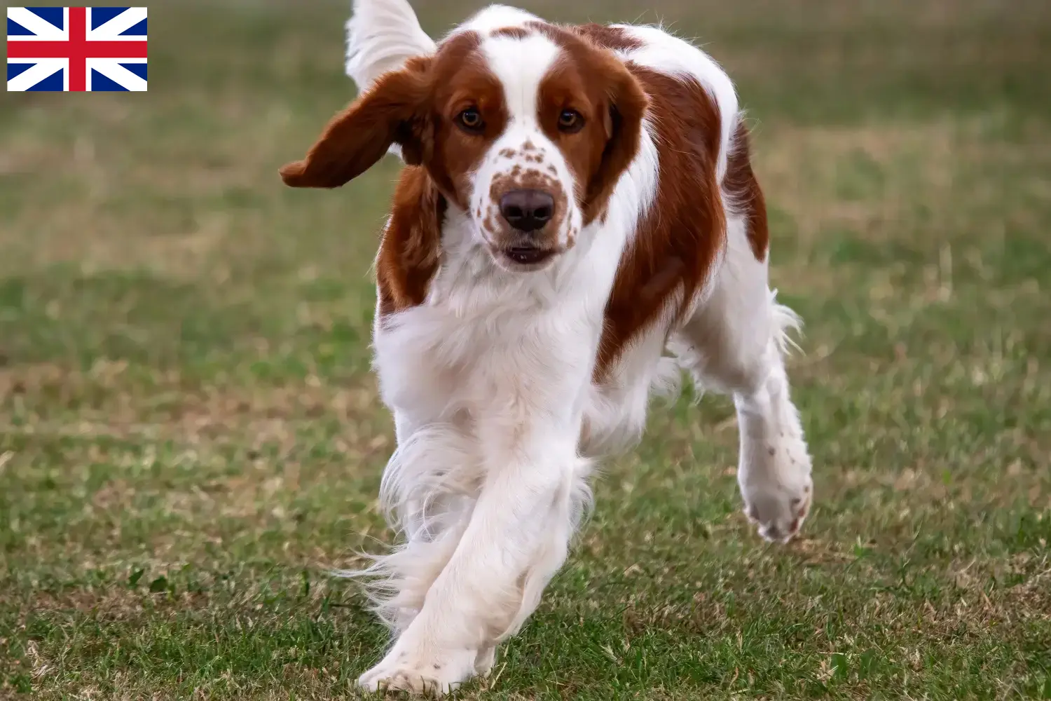 Read more about the article Welsh Springer spániel tenyésztők és kölykök Nagy-Britanniában