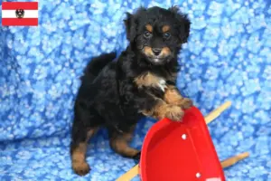 Read more about the article Pomapoo tenyésztők és kiskutyák Ausztriában