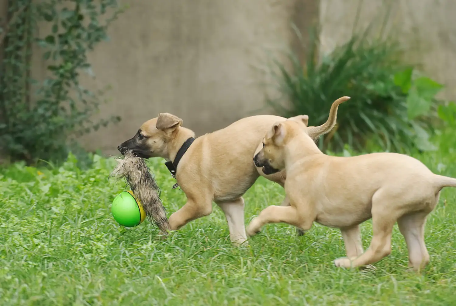 Egy agárkölyök megvásárlása felelősségvállalást jelent! Vásároljon agárkölyköket.