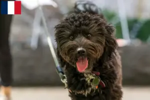 Read more about the article Aussiedoodle tenyésztők és kölykök Franciaországban