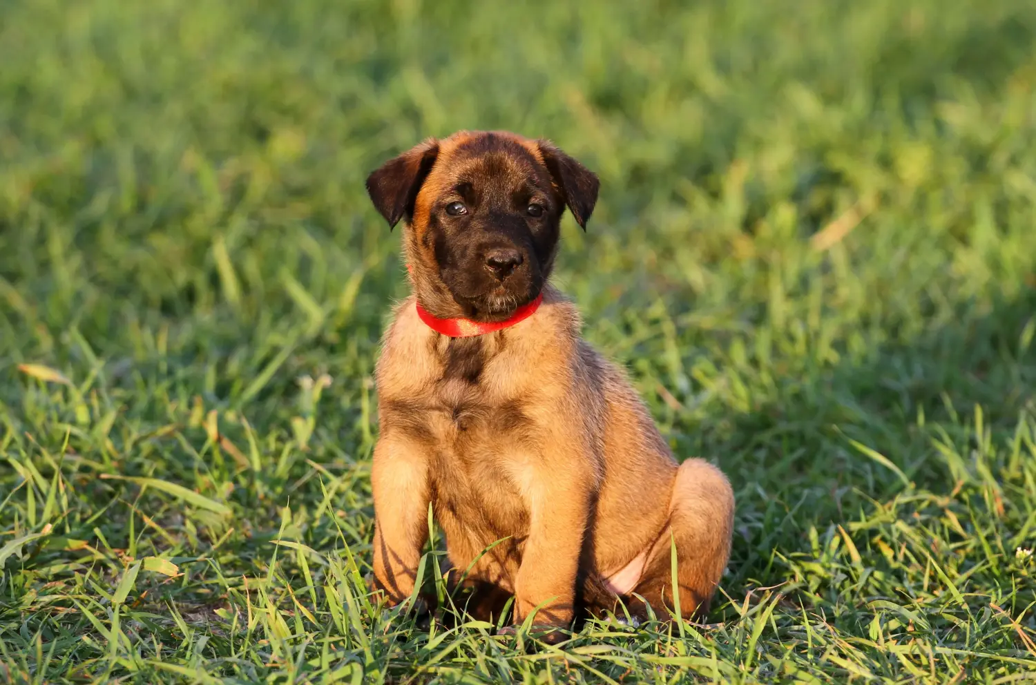 Belga juhászkutya kölyökkutyát vásárolni felelősségvállalást jelent! Belga juhászkutya kölyökkutyák vásárlása.
