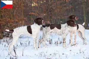 Read more about the article Braque français típusú Pyrénées tenyésztők és kiskutyák Csehországban
