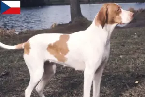 Read more about the article Braque Saint-Germain tenyésztők és kiskutyák Csehországban