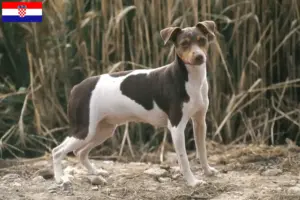 Read more about the article Brazil terrier tenyésztő és kiskutyák Horvátországban