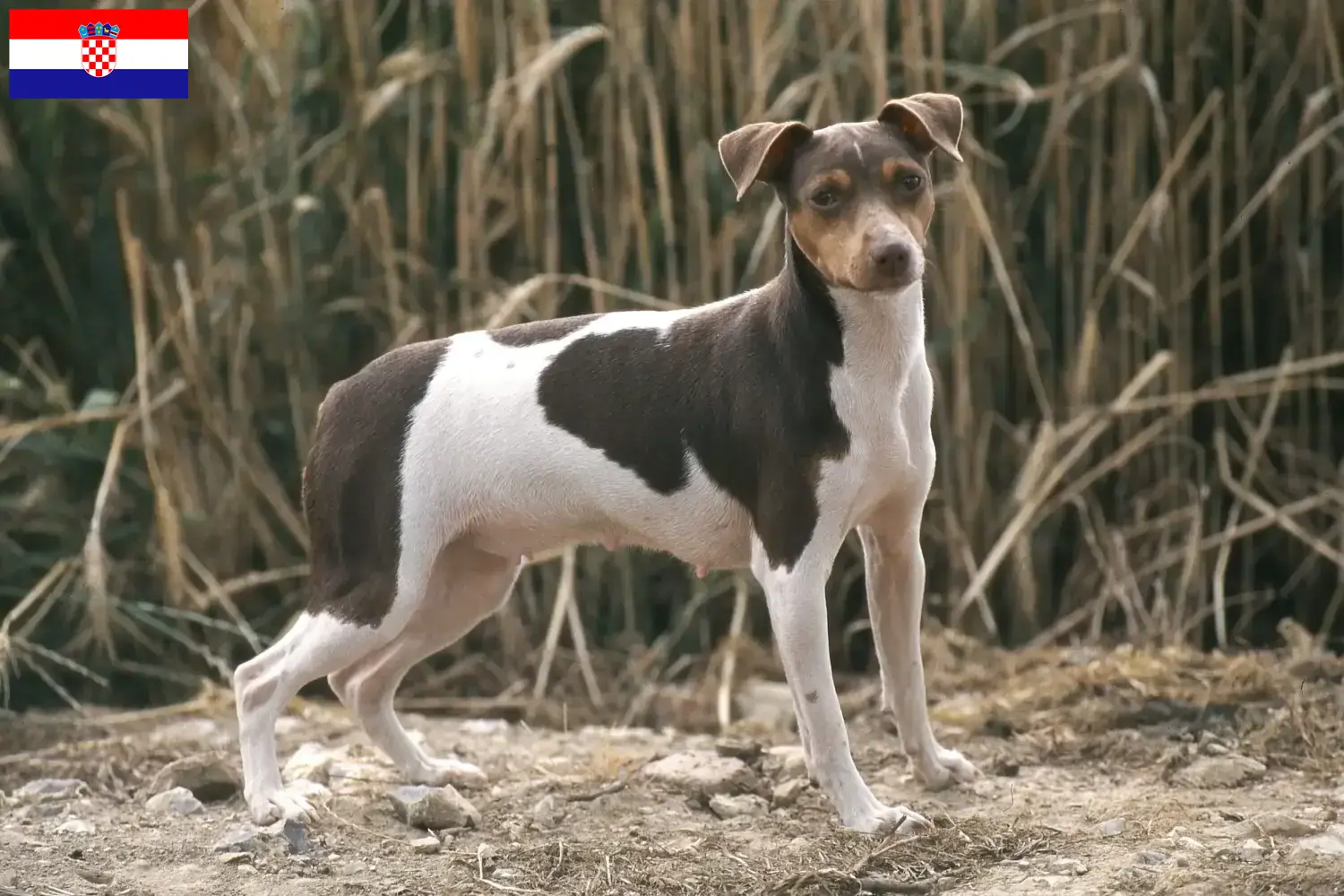 Read more about the article Brazil terrier tenyésztő és kiskutyák Horvátországban