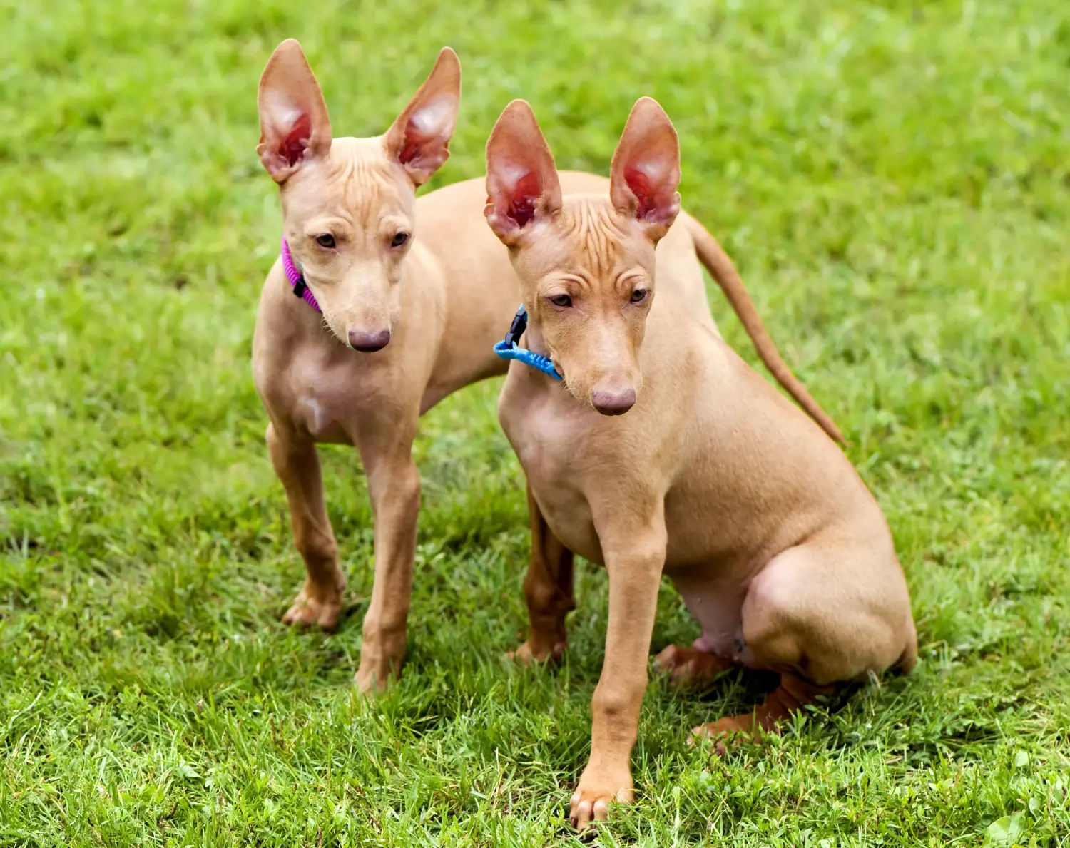 Egy Cirneco dell'Etna kölyökkutya megvásárlása felelősségvállalást jelent! Cirneco dell' Etna kölyökkutyák vásárlása.