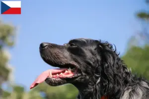 Read more about the article Epagneul Bleu de Picardie tenyésztők és kiskutyák Csehországban