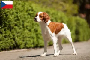 Read more about the article Epagneul Breton tenyésztők és kiskutyák Csehországban