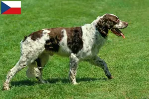 Read more about the article Épagneul français tenyésztők és kiskutyák Csehországban