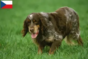 Read more about the article Épagneul Picard tenyésztők és kiskutyák Csehországban