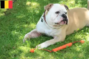 Read more about the article Kontinentális bulldog tenyésztők és kölykök Belgiumban