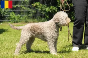 Read more about the article Lagotto Romagnolo tenyésztők és kiskutyák Romániában