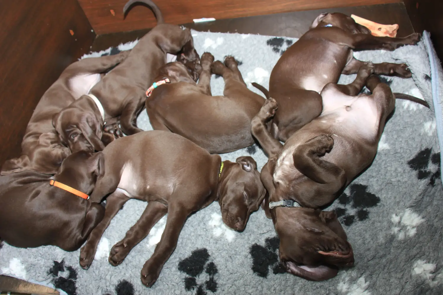 Német rövidszőrű kölyökkutya vásárlása felelősségvállalást jelent! Vásároljon német rövidszőrű kiskutyákat.