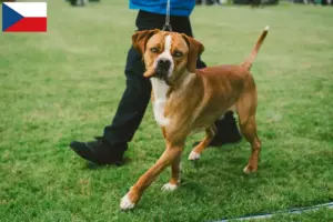 Read more about the article Perdigueiro Português tenyésztők és kiskutyák Csehországban