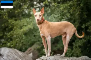 Read more about the article Podenco tenyésztők és kiskutyák Észtországban