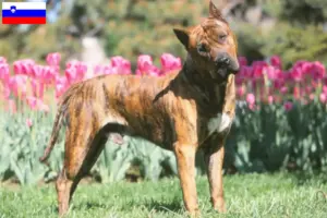 Read more about the article Presa Canario tenyésztők és kölykök Szlovéniában