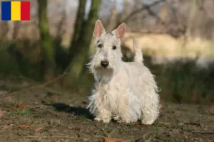 Read more about the article Skót terrier tenyésztők és kölykök Romániában