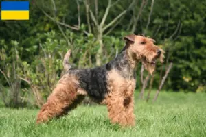 Read more about the article Welsh terrier tenyésztők és kölykök Ukrajnában