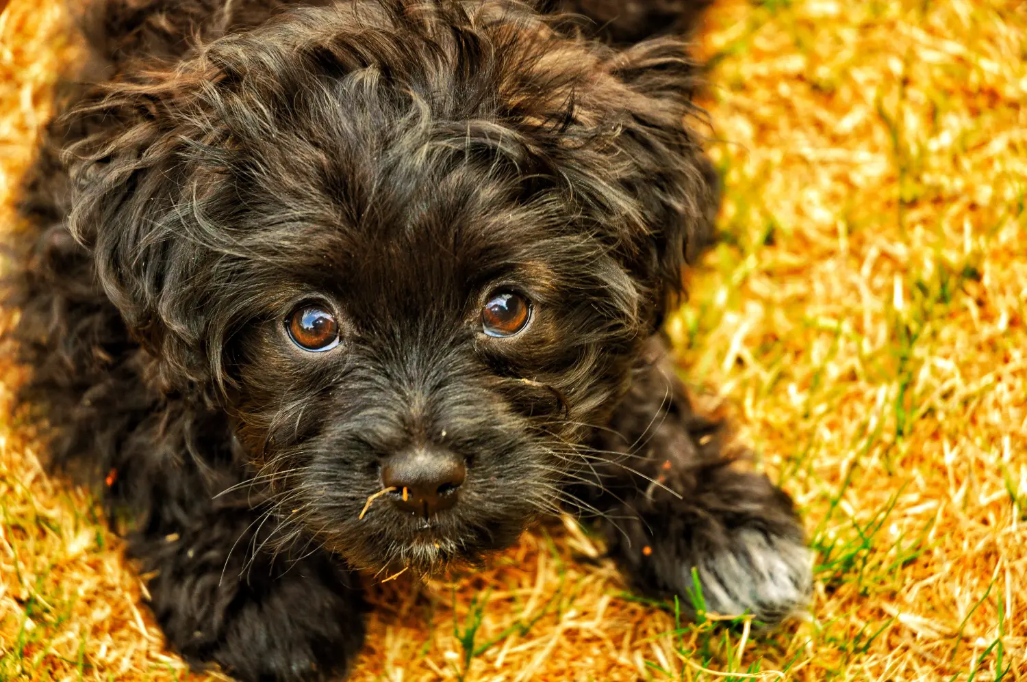 Egy Yorkipoo kölyökkutya megvásárlása felelősségvállalást jelent! Vásároljon Yorkipoo kölyökkutyákat.